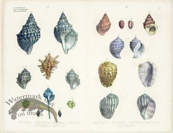 Goldfuss Shells pl 432